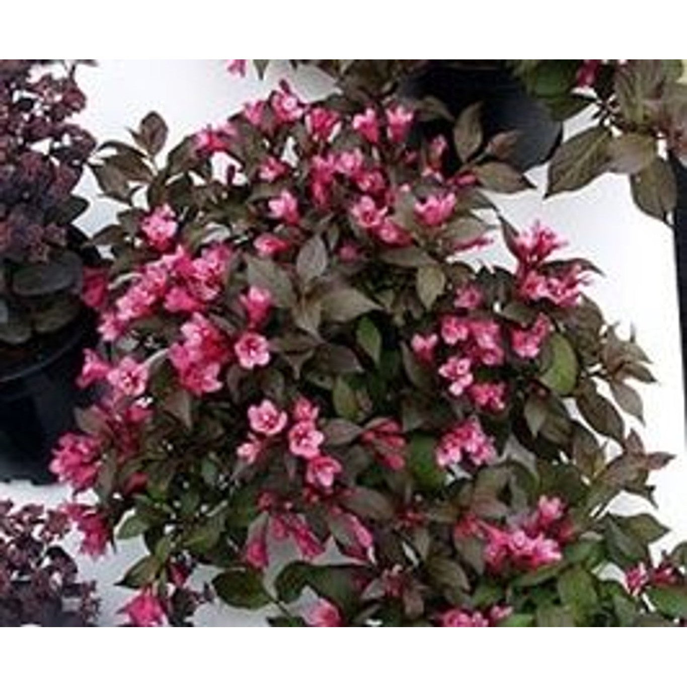 Praktweigela – Weigela 'Mont Blanc' - 120 CM Stem C10